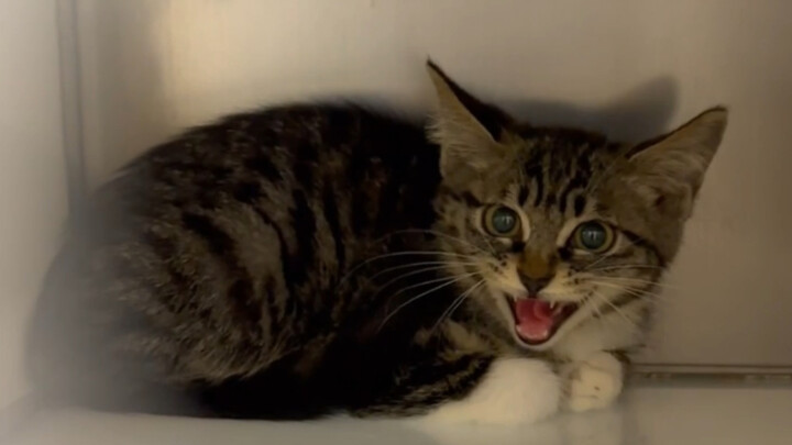 The Cat-Taming Academy’s all-female cat-catching squad snagged six cats in one go—stockholders are b