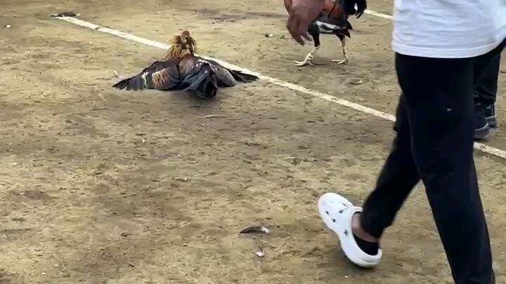 2nd fight win idol gabgab