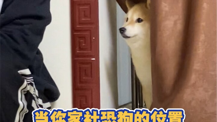 Lúc nãy con cún bảo với tôi là sẽ đặt vé ngay trong đêm để về quê.