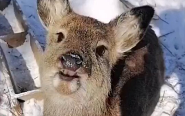 ⚡️How can you call him a silly roe deer if he is not stupid⚡️