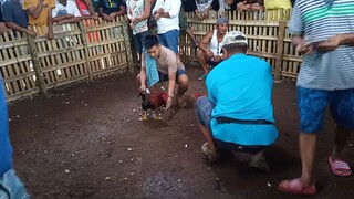 Manok bisaya ako ang nag bitaw naka brown na t-shirt may towel na blue