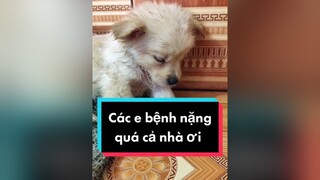 Buồn quá. Haizz cunyeucuadua chó chócon chókhôn chócute chó_cưng chócon chókhôn chómèo xuhuong fyp