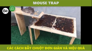 be8 - bẫy chuột đơn giản mà hiệu quả