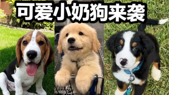 来看看还在保质期内的可爱奶狗