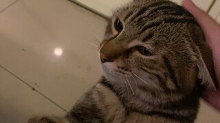 Shocking! Internet cafe cats are blocking your internet access and defrauding you of your internet f