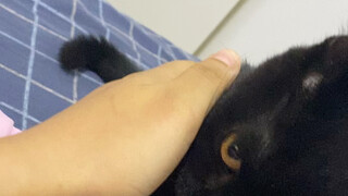 试了一下网友教的方法——管用！当事猫一下子懵了