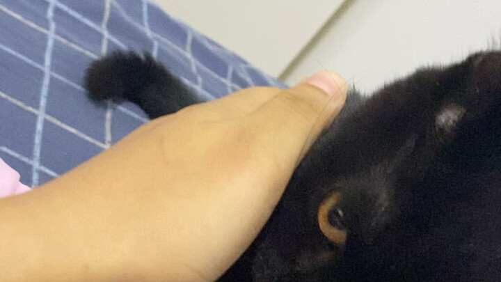 试了一下网友教的方法——管用！当事猫一下子懵了