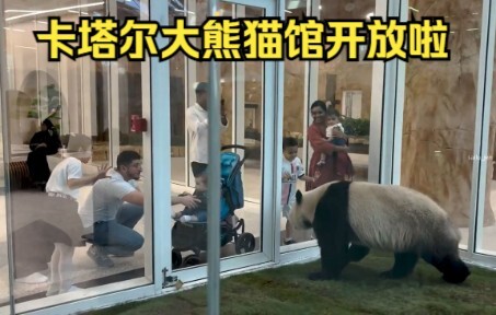 快来打卡12万平米的卡塔尔大熊猫馆吧