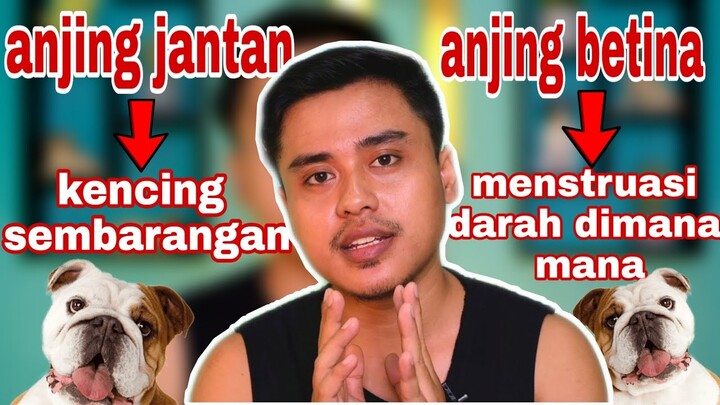 Kekurangan dan kelebihan anjing jantan dan anjing betina !
