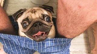 They Are Not SMARTEST but They Are CUTEST! Funniest and Cutest Dogs Video 🧡 | Pet Squad