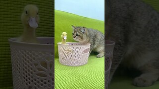 Kitten want to make friends with duck #shorts #kittens #cats #animals #viral #trending #duck