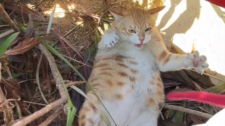 It’s always on the hunt for cats, but as soon as it steps outside, it turns around and pretends not 