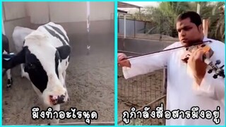 รวมคลิปตลกๆ : ใครบอกมานุดเนี่ย!!…ว่าคุยกับวัวต้องสีไวโอลิน!!
