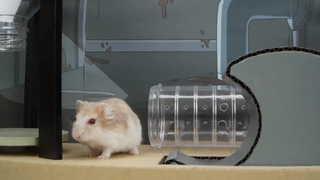 ภารกิจของหนูแฮมสเตอร์ ep 2