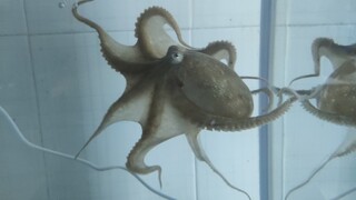 Kesulu strolling around the streets