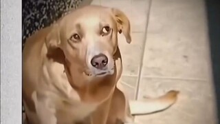 I went to my friend's house, and he said his dog doesn't bite people.