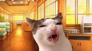 【Cat Meme】Theo dõi câu chuyện cuộc đời ăn uống của dì Neptune