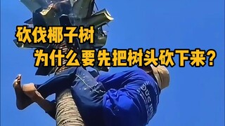When cutting down a coconut tree, why do we have to cut off the top of the coconut tree first?