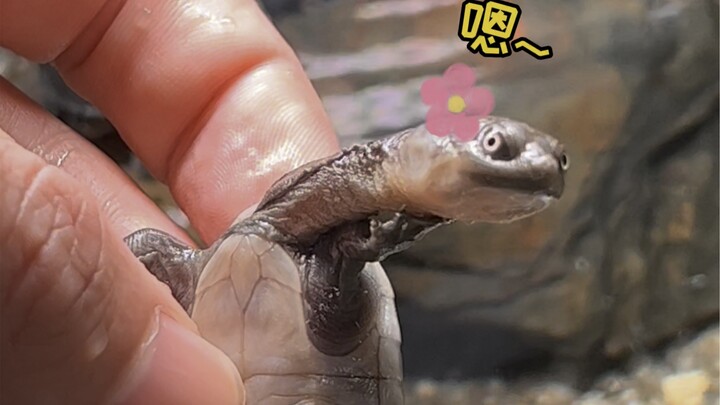 This time it's an undefined windshield wiper.