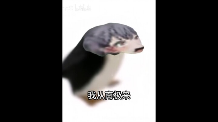 ฉันมาจากแอนตาร์กติกา (วน 1 นาที)