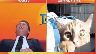 【猫咪乱入】在这样重要的场合猫猫企图萌晕人类达到统治地球的目的