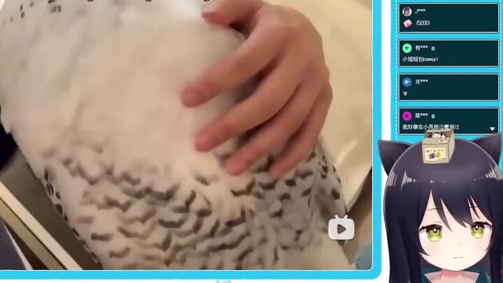 【Cat Sound Bell】Japanese Cat Watching Owl