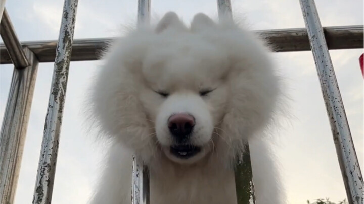 Đừng cười nhé! Đầu chó bị kẹt rồi