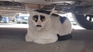 《Sehari sekali, sampai jumpa kucing》