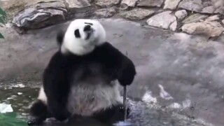 Panda: Kamu termasuk hewan yang dilindungi level berapa? Bertarunglah denganku~