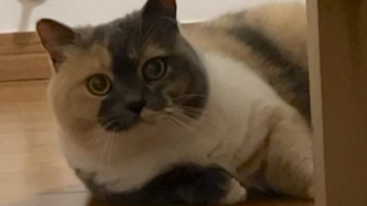 شو اللي بتعمله بهرجة وهزازة؟ ما تعرفش إنك هيك محبوب؟