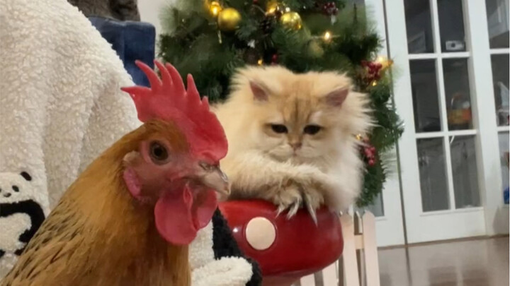 Mango Seed: How much are these green beans?