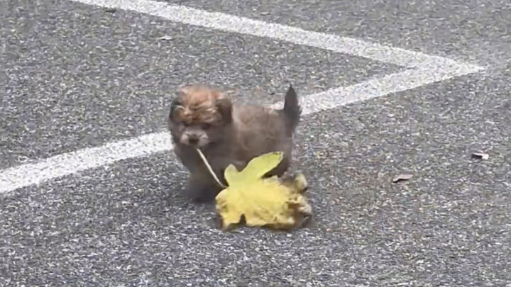 Đồ chơi của cún con rất đơn giản, nhưng nó cũng thật sự rất vui.