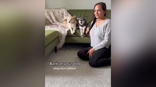 The audacity tiktokdogs dogsoftiktok kleekai minihusky