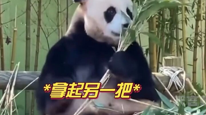Lebao: The Funny Guy of the Panda World