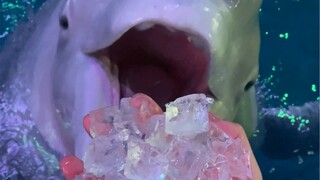 วาฬเบลูกากำลังกินน้ำแข็ง
