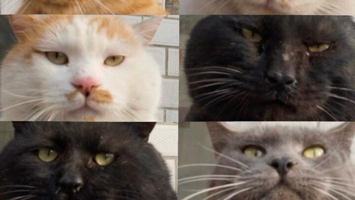 (كلهم قطط شريرة) قال أحد المتابعين إنه يودّ رؤية صور رمزية جماعية للقطط مع موسيقى مُرهِبة... هل يمكن