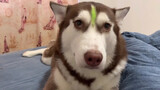 【Animal Circle】Owner pissing Husky off.