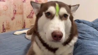 【Animal Circle】Owner pissing Husky off.