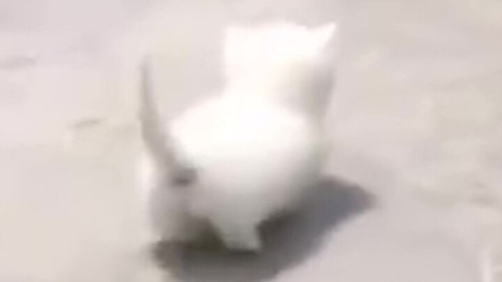 “Cat Cat Assault”