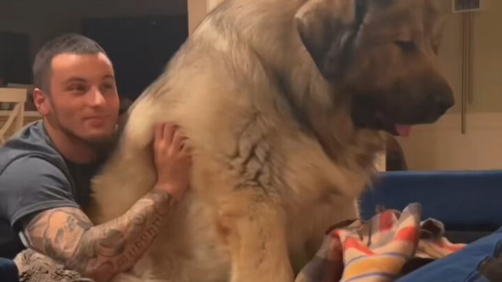 كلب اشتهر بولائه الشديد لصاحبه