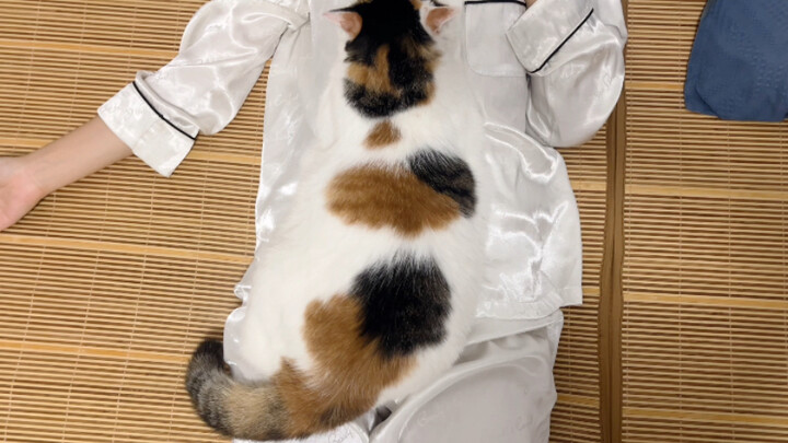 Có những chú mèo thực sự rất thiếu ý thức về ranh giới.