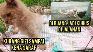 Kucing Ini Di Buang Oleh Pemiliknya Gak Bisa Makan Akhirnya Kurus Tinggal Tulang Jalan Mau Rubuh..!