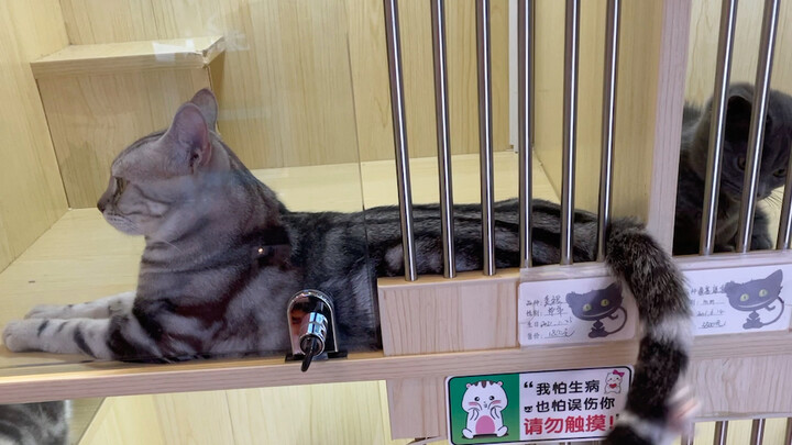一尾戏三猫