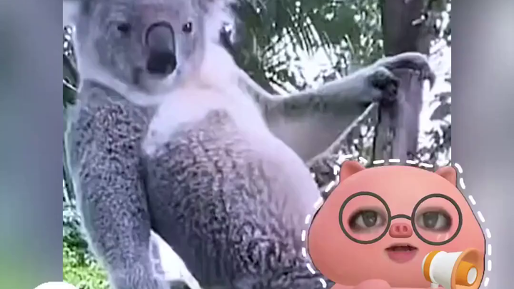澳大利亚的国宝：超雄和无脑考拉