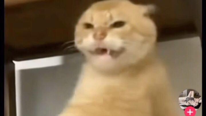 แมวน้อย AI ในจีนกลายเป็นสุดยอดเน็ตไอดอลบนโลกออนไลน์ ได้ไลก์หลักล้านในพริบตา!