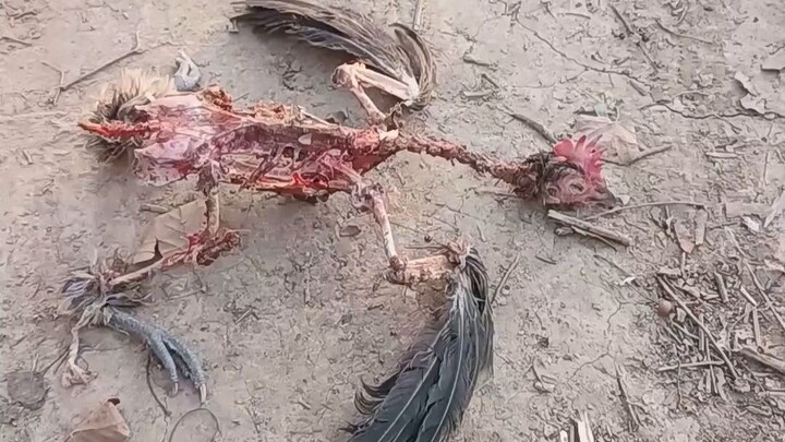 ไก่พวกนี้ยังช่วยได้ไหม?