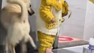 狗子不添乱，快乐少一半！