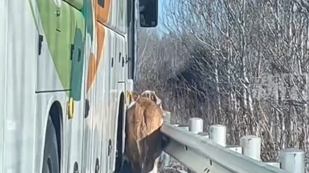 A cow suddenly appeared running on the road, and the coach gradually herded it toward the fence.