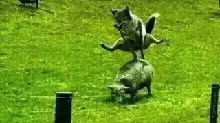 Collection of funny moment