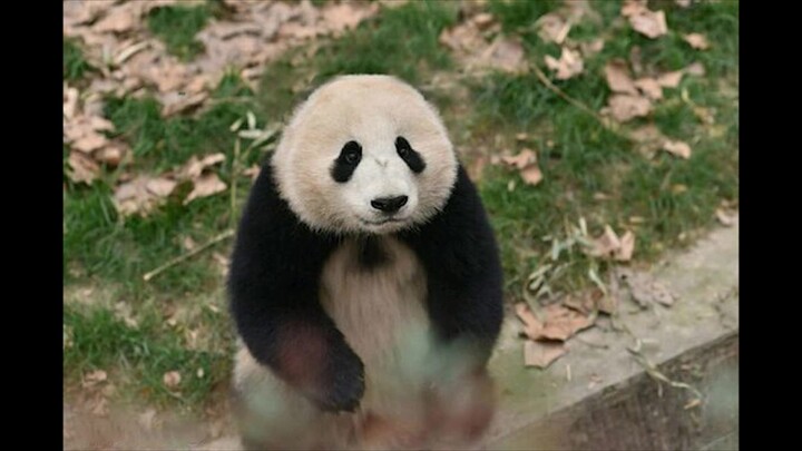 [Animals]What would it be like if pandas lose their ears?